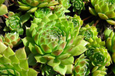 Молодило- растение для возврата молодости и защиты от молний