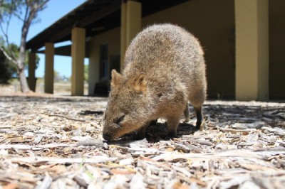 Какой подножный корм способен оздоровить организм?