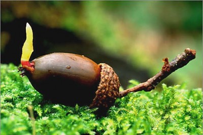 Какие животные любят желуди?