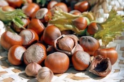 Чем отличается фундук от лесного ореха?